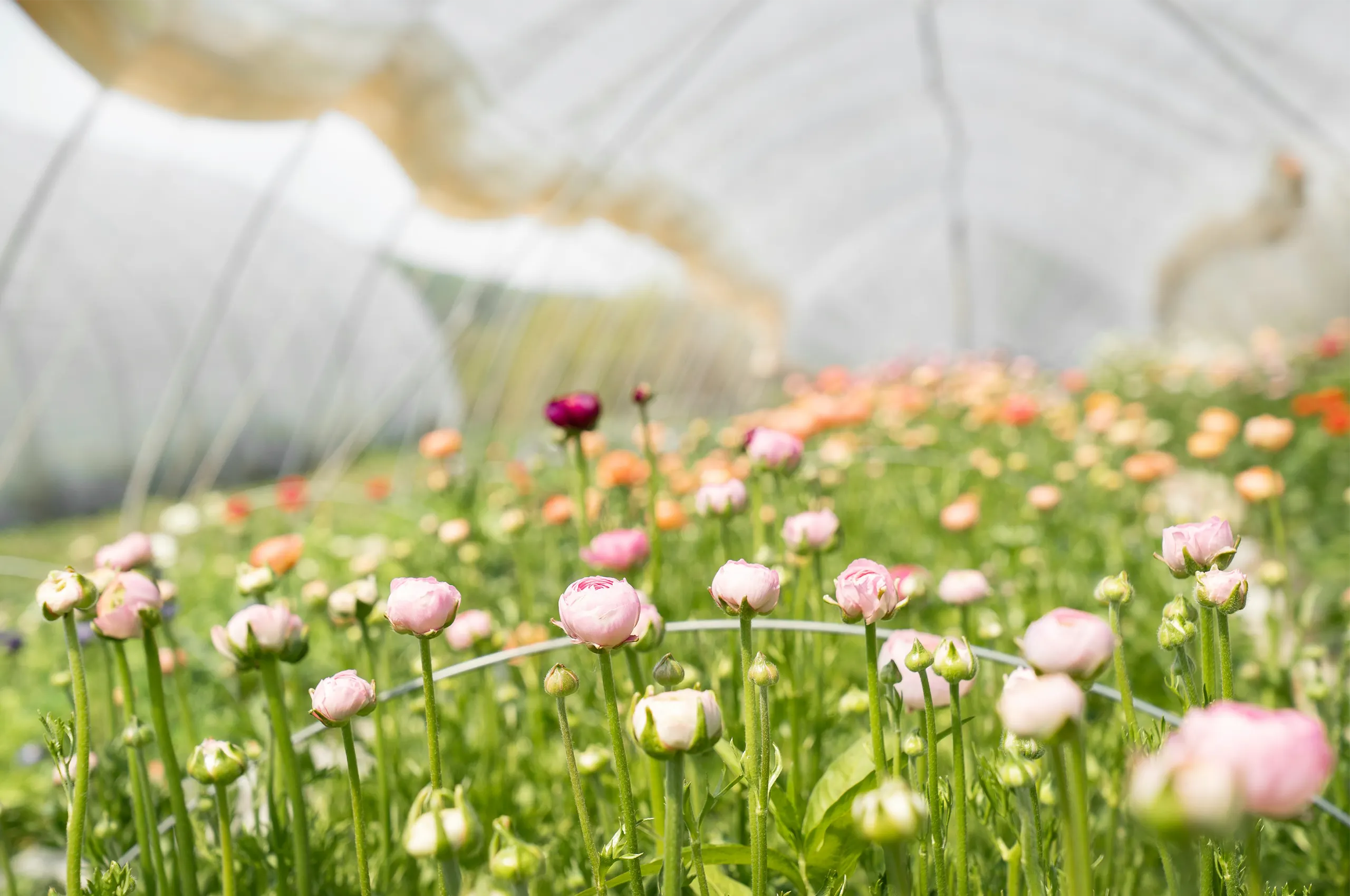 Flowers Sustainably Grown in Greenhouse